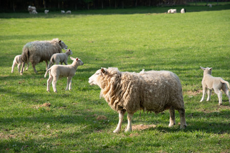 white sheep with lambs graze on green lawn on a natural forage for shearing wool