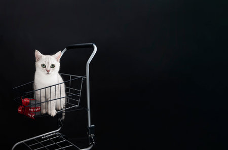 small scottish kitten in a shopping cart along with christmas gift boxesの写真素材