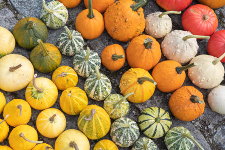 a large harvest of bright multi-colored pumpkins in the garden, vegetables