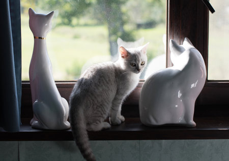 a small Scottish kitten light gray Tabby spotted sits on a windowsillの写真素材