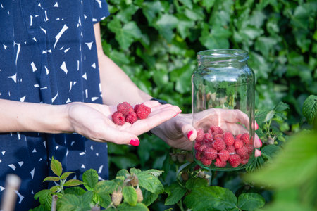 yung woman picks ripe raspberries in a basket, summer harvest of berriesの写真素材