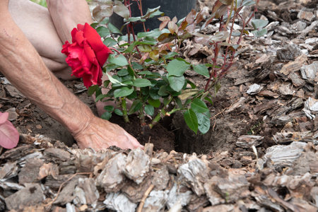 middle-aged male gardener planting a scarlet rose in his garden, digging a holeの写真素材
