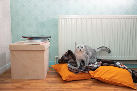 the cat sits among warm pillows near the heater,comfort in the cold winterの写真素材