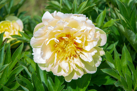 luxurious yellow tree peony flower against the background of green leavesの写真素材