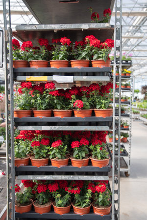 many pots of red verbena seedlings on the shelves in the garden centerの写真素材