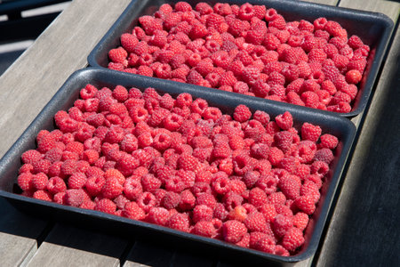 fresh pink raspberries in containers, big summer harvest of berries