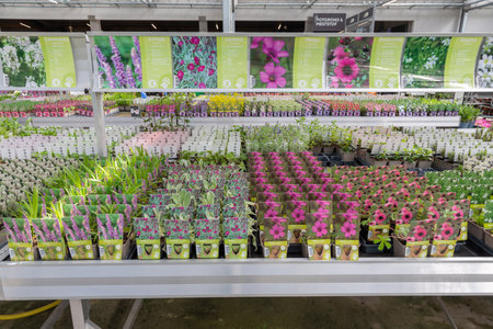 Assortment of begonia seedlings in a garden center,Ham,Belgium,April 23,2021のeditorial素材