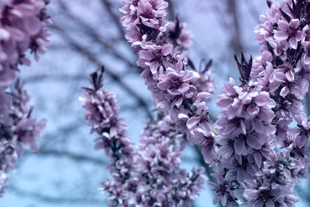 luxurious flowering peach branches, delicate pink flowers against the blue sky