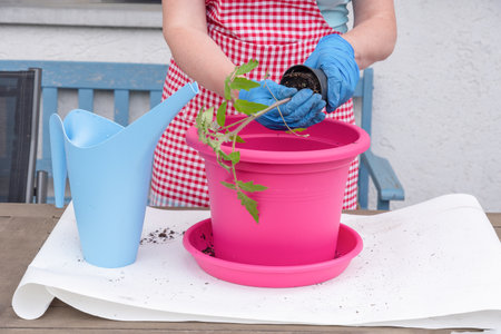 a woman in gloves transplants seedlings of tomatoes into large potsの写真素材