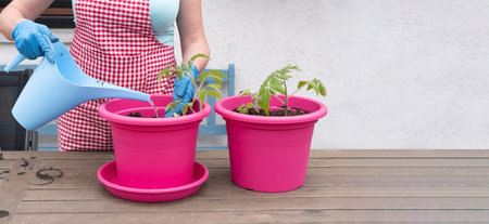 a woman in gloves transplants seedlings of tomatoes into large potsの写真素材