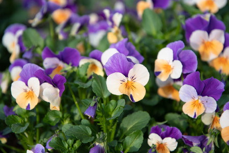 Flower carpet of purple-yellow pansies in a flower bed,spring flowers backgroundの写真素材