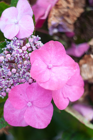 close-up blooming hydrangea, spring, natural floral background, neutral delicate