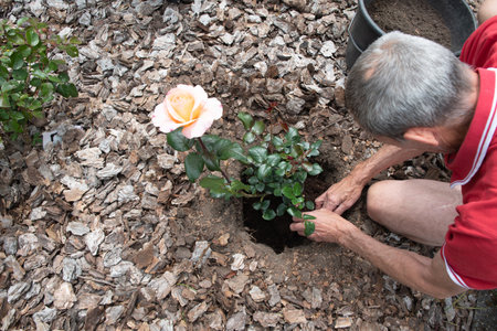 middle-aged male gardener planting a scarlet rose in his garden, digging a holeの写真素材