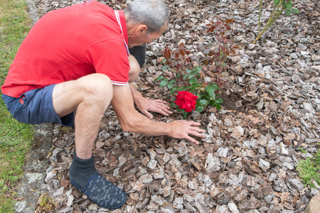 middle-aged male gardener planting a scarlet rose in his garden, digging a holeの写真素材