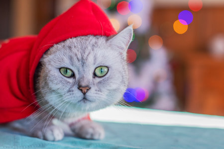 cat in red santa clothes on the background of lit garlands on the Christmas treeの写真素材