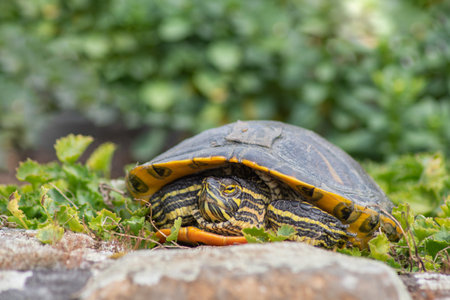 portrait of freshwater pond turtle with yellow stripes and brown shell,exoticの写真素材