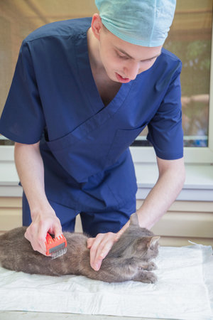 young veterinarian combs a street gray kitten at a volunteer aid animal station, provides him with first aidの写真素材
