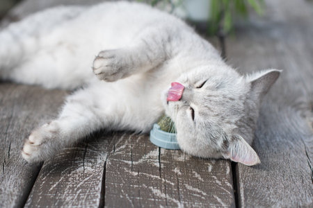 Playful cat has fun with a catnip ball toy, Favorite activity of furry pets, An exciting toy treat...