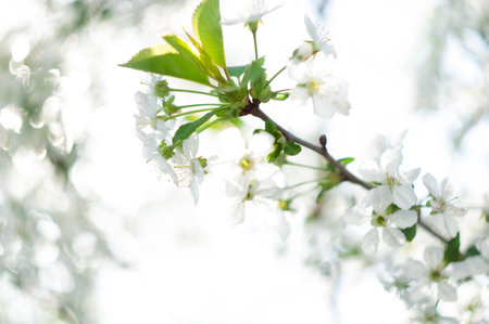 selective focus cherry blossom branch in early spring small white flowers against blue sky. High quality photoの写真素材