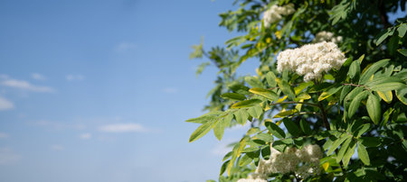 delicate white rowan flowers in early spring on a tree, ingredient for alternative folk medicine,...