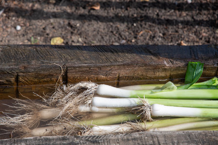 Freshly picked leeks lie in a wooden trough with water to clean off the soil, Organic farming and...