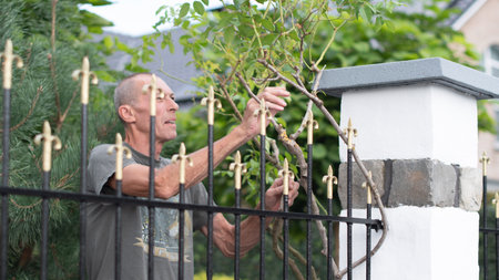 man takes care of a rose that weaves along the bars of a metal fence near the house, removes excess...