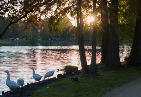 City pond in autumn outdoors in Genk, Belgium, landscape with walking ducks and geese near the lake, Molenvijver Park, golden light from the setting sun,の写真素材