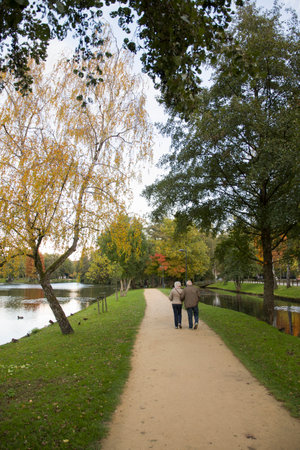 elderly couple walking and moving away along park path surrounded by colorful autumn trees, quiet pond and serene nature in autumn during leaf fall season,の写真素材