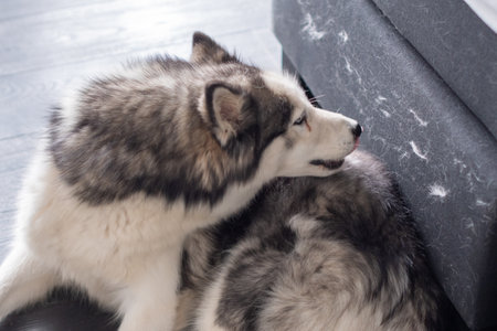 Fluffy siberian husky dog lies on floor near the bed and sheds heavily, leaving fur on the furniture, problem of sesonal shedding of a pet and cleaning,の写真素材