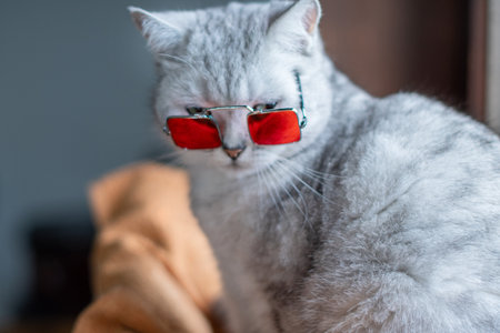 Portrait of a domestic cat wearing sunglasses with orange lenses, the cat is a stylish fashionista,の写真素材