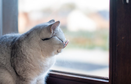 domestic gray cat in sunglasses looking out the window at the green garden sitting on the windowsill,の写真素材