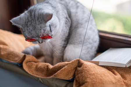 domestic gray cat in orange glasses sits in a hanging hammock on a windowsill and reads a book,smart catの写真素材