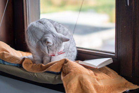 domestic gray cat in glasses sits in a hanging hammock on a windowsill and reads a bookの写真素材
