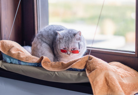 Portrait of domestic cat Scottish Fold wearing sunglasses with orange lenses, cat is a stylish fashionista on her hanging bed on the windowsill,の写真素材