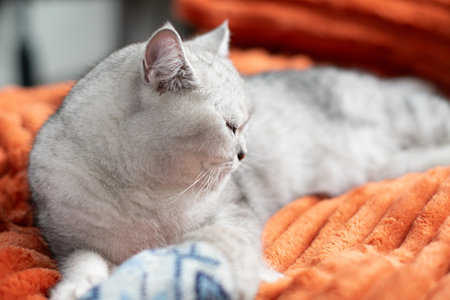 Sleepy kitten with paws sleeps comfortably on orange blanket, rests in warm cozy house,の写真素材