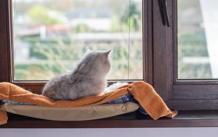 Gray cat lies relaxed on orange blanket on hanging bed on windowsill, warm and cozy atmosphere emphasizing comfort and safety, looks out the window,の写真素材
