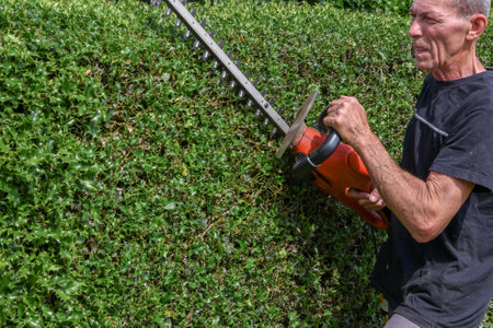 close up gardener in work clothes trimming thorny holly hedge with electric hedge trimmer in backyard garden enjoying work on warm sunny day, side view,の写真素材