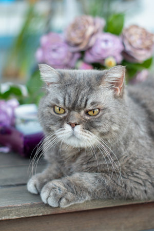 Close-up of grumpy gray cat lying on wooden table, soft pink flowers background, natural light, cat mood concept,の写真素材
