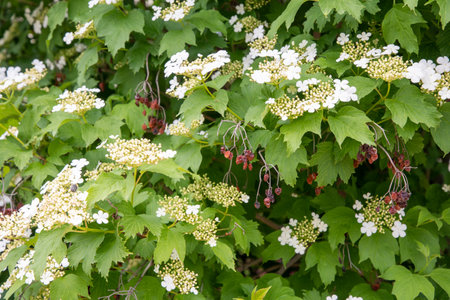 delicate inflorescences of three-lobed viburnum (Viburnum trilobum) and dried last years berries, contains vitamins, antioxidants, medicinal tea is brewed from flowers and berries,の写真素材