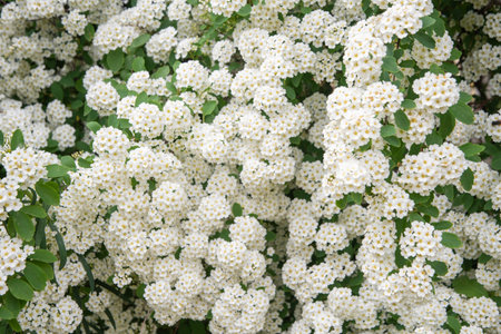 Snow-white flowers of spirea are collected in umbrella-shaped inflorescences, abundantly covering the entire bush, (lat. Spiraea vanhouttei) deciduous ornamental shrub for garden hedges,の写真素材