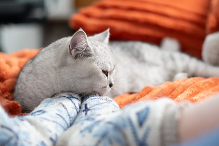 A sleepy kitten with paws sleeps comfortably on an orange blanket, resting in a warm cozy house at the feet of its owner in blue woolen socks,の写真素材