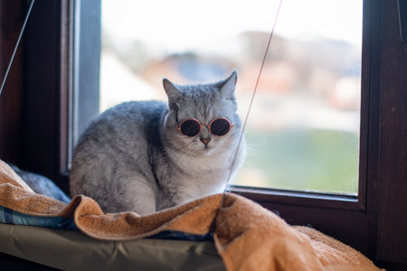domestic gray cat in dark sunglasses sits on window sill, horizontal photo,の写真素材