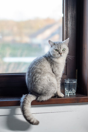 Gray cat sits in front of glass of water on wooden windowsill and looks at the camera, animal behavior concept,の写真素材