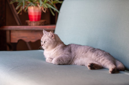 Scottish straight gray kitten peacefully lying on blue sofa in room with sleepy eyes and folded front paws, concept of comfort and warmth for pet,の写真素材