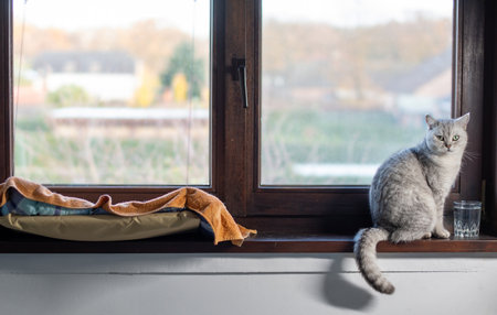 Gray cat sits in front of a glass of water on a wooden windowsill and looks at the camera, animal behavior concept,の写真素材