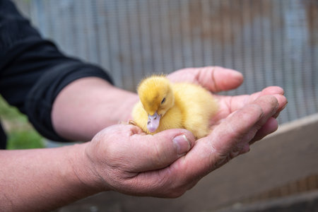 unrecognizable farmer tenderly holding tiny newborn yellow duckling, funny chick sits in mans palms, owner shows care and love for animals, poultry farming,の写真素材
