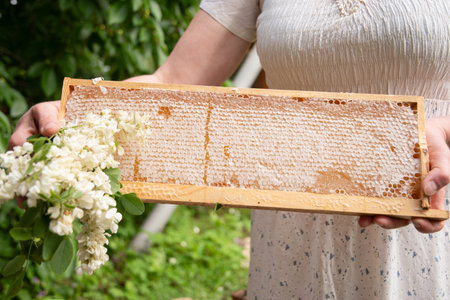 young woman holds a frame with honeycombs full of fresh acacia honey, a new harvest of a sweet bee delicacy, time to collect honey, high quality photoの写真素材