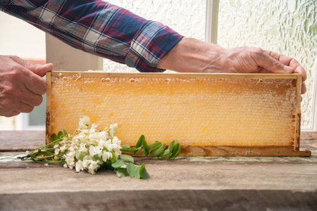 Elderly beekeeper holds a frame with honeycombs and a sprig of flowering acacia full of fresh acacia honey, a new harvest of a sweet bee delicacy, time to collect honey, High quality photoの写真素材