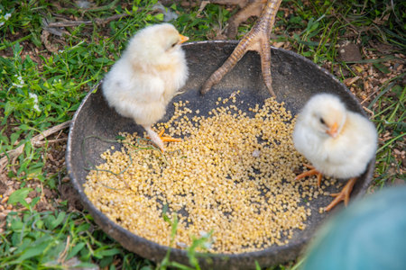 A pair of small white fluffy chickens sit in a large bowl of grain and learn to eat, A scene showing life on a farm and the care of poultry.の写真素材