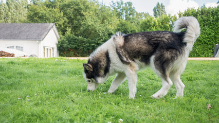 A young dog strolls through a lush green lawn in a vibrant garden, searching for treats in the grass while enjoying the warm sunshine and beautiful summer day,の写真素材